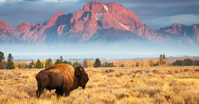 Expanding iGaming Market in Wyoming