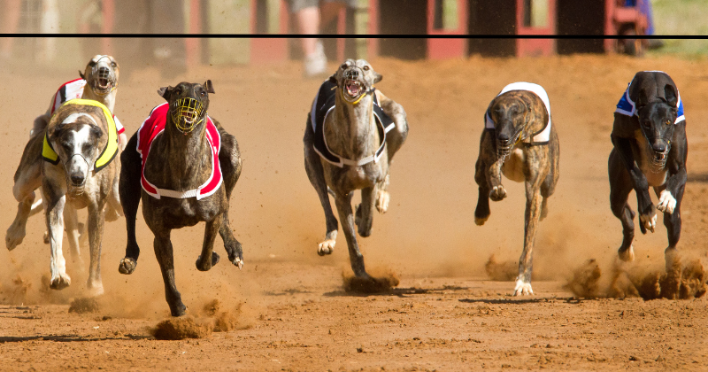 Connecticut Bans Dog Racing: What it Means for Pay Per Head Bookies